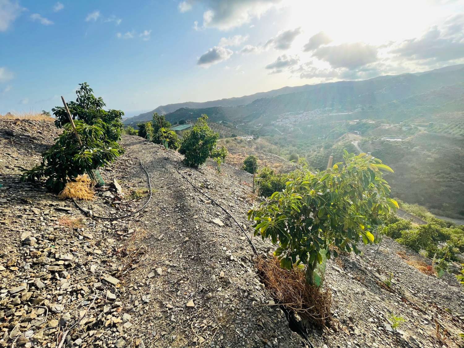 Bonita parcela de aguacates en cajiz de 3.900 m2 con vistas al mar.