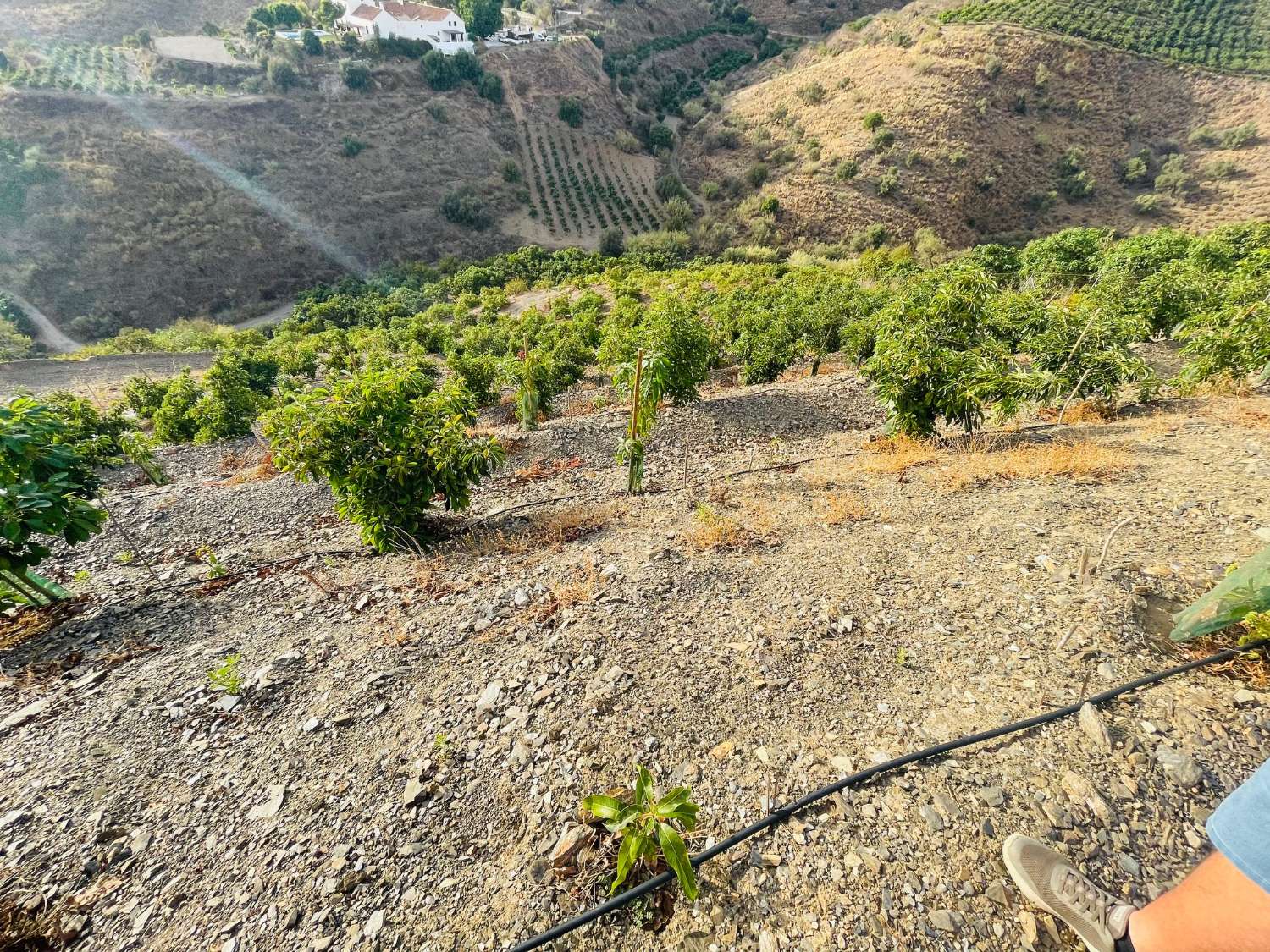 Bonita parcela de aguacates en cajiz de 3.900 m2 con vistas al mar.