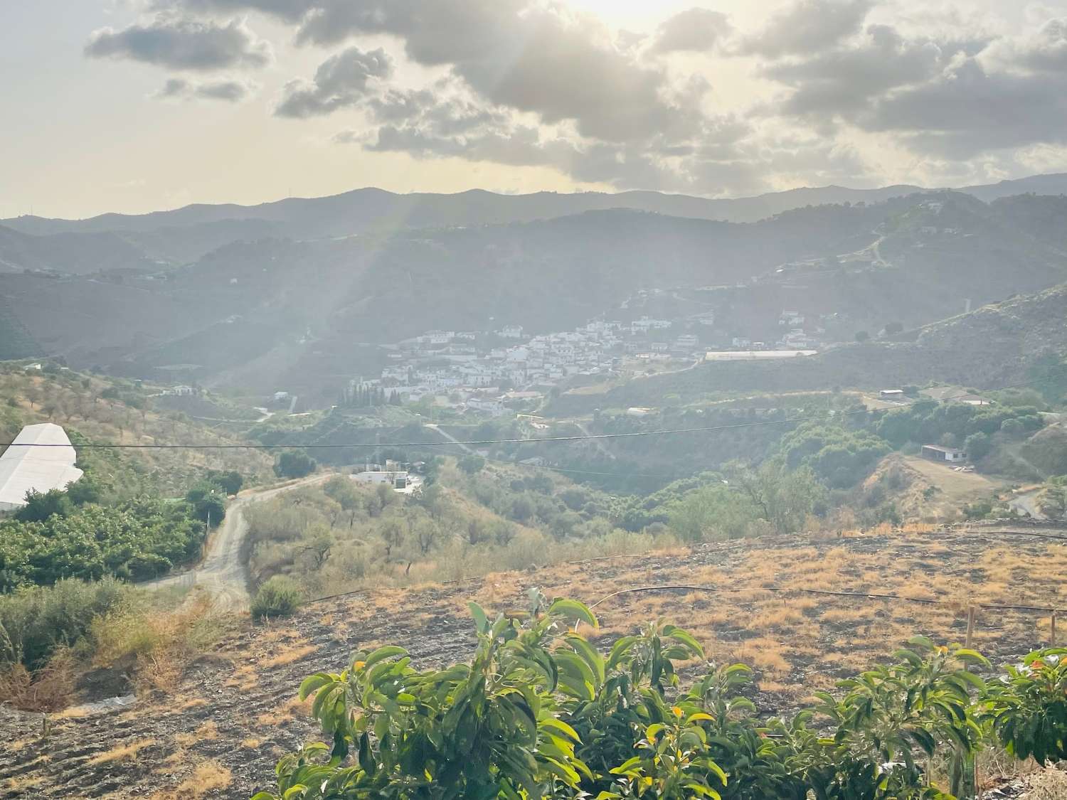 Bonita parcela de aguacates en cajiz de 3.900 m2 con vistas al mar.