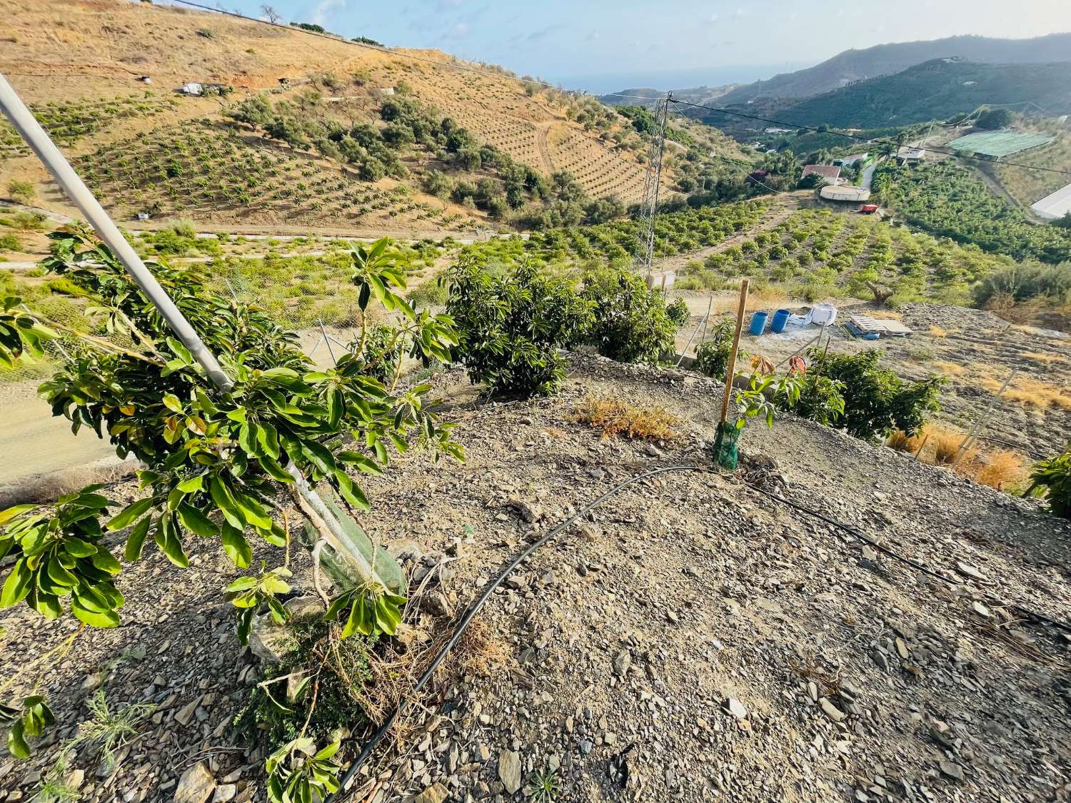 Bonita parcela de aguacates en cajiz de 3.900 m2 con vistas al mar.