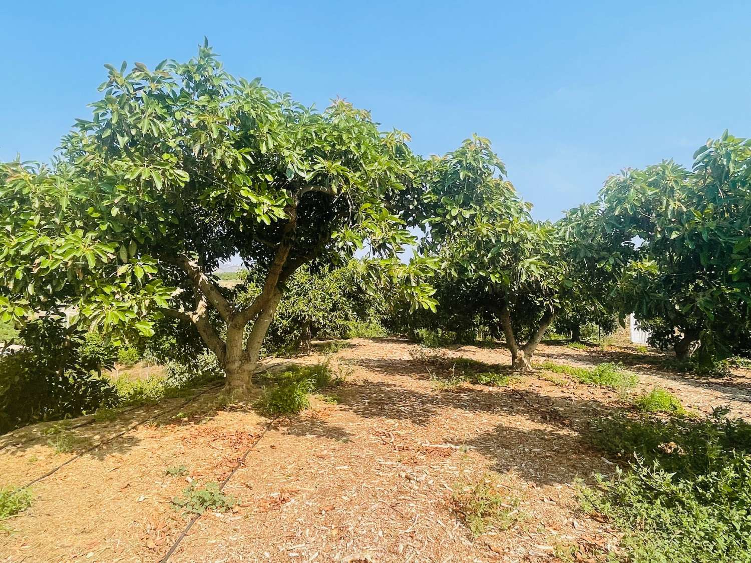 CASA DE CAMPO INDEPENDIENTE EN VALLENIZA CON AGUCATES EN PRODUCCION