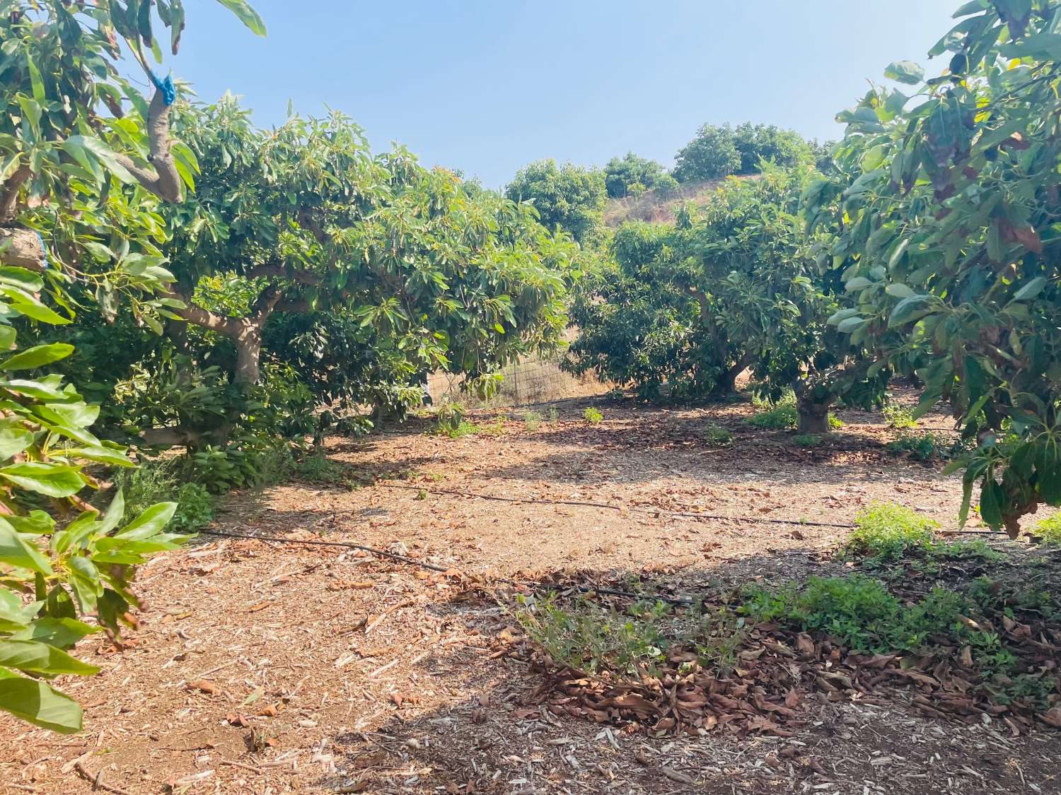 CASA DE CAMPO INDEPENDIENTE EN VALLENIZA CON AGUCATES EN PRODUCCION