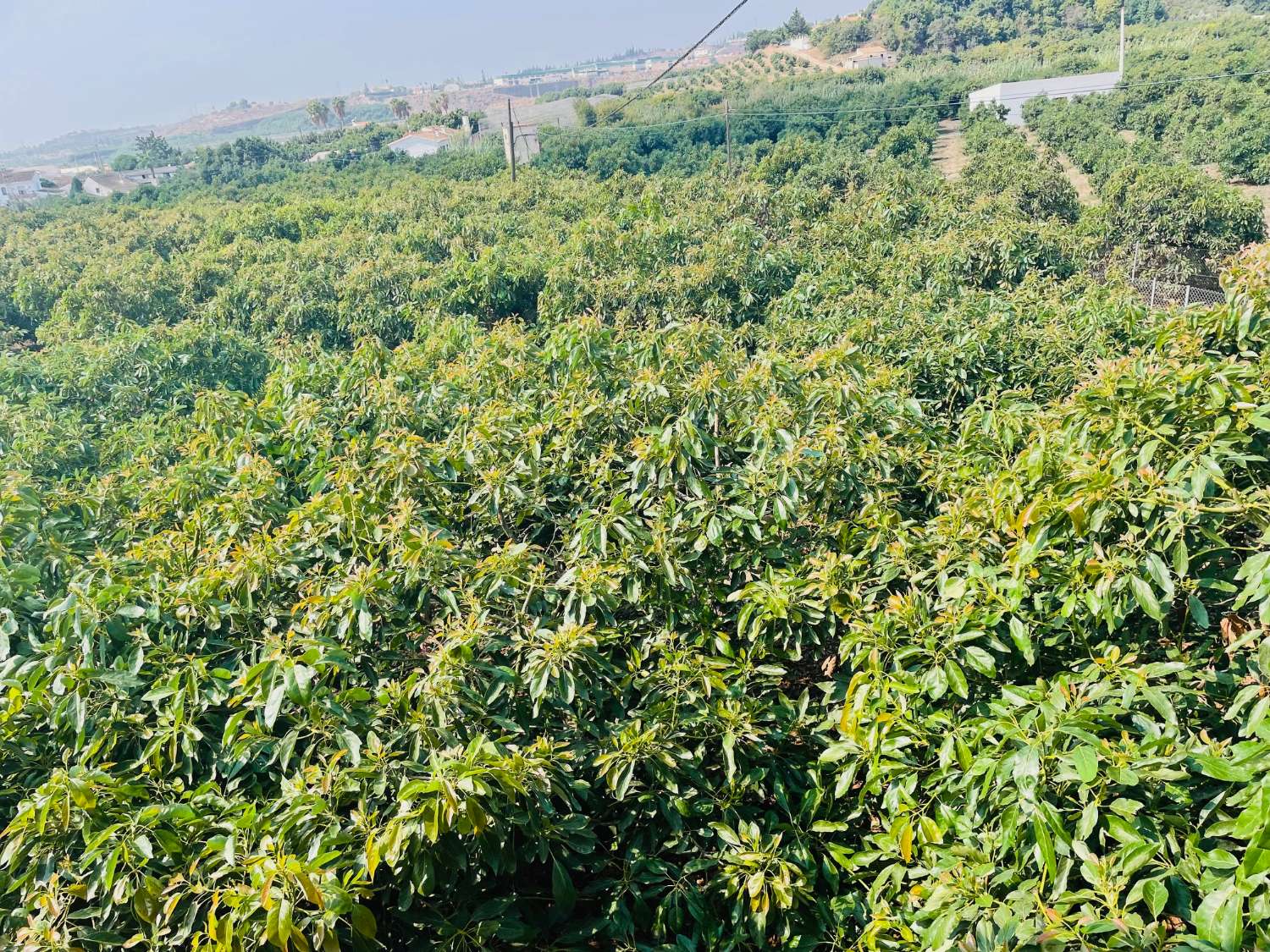 CASA DE CAMPO INDEPENDIENTE EN VALLENIZA CON AGUCATES EN PRODUCCION