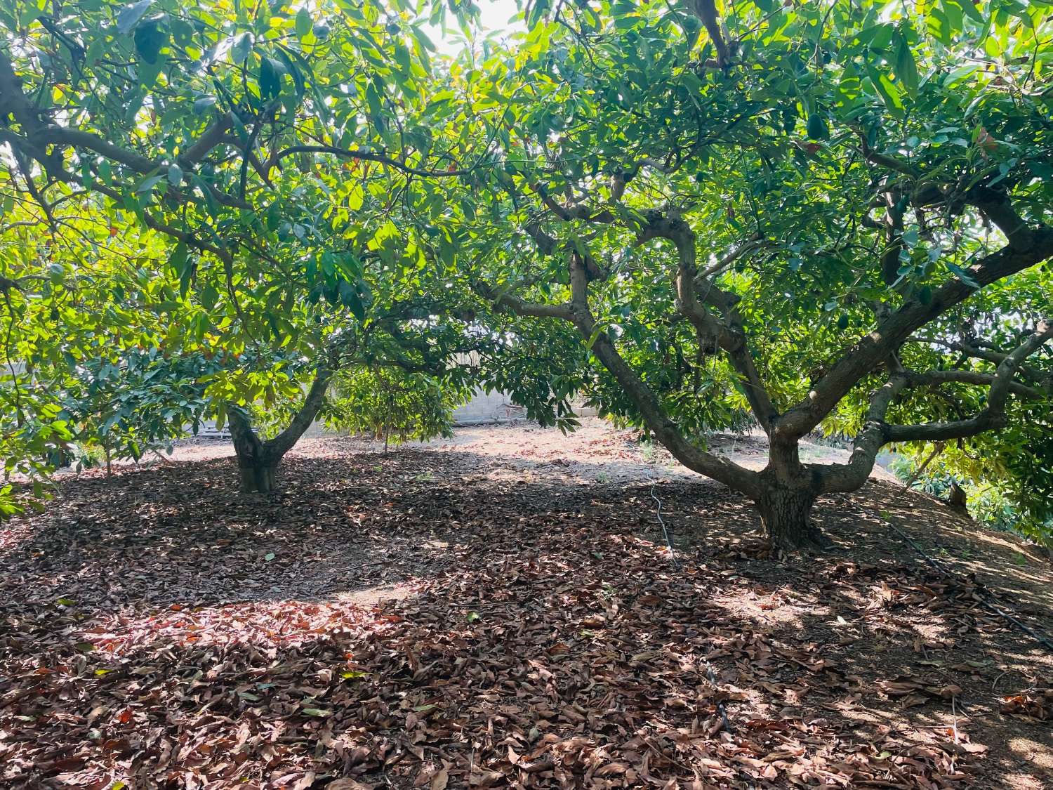 CASA DE CAMPO INDEPENDIENTE EN VALLENIZA CON AGUCATES EN PRODUCCION