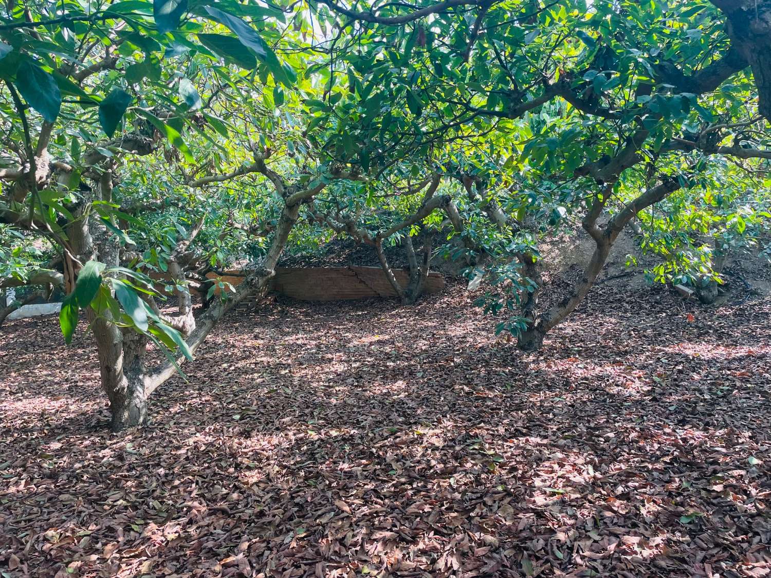 CASA DE CAMPO INDEPENDIENTE EN VALLENIZA CON AGUCATES EN PRODUCCION