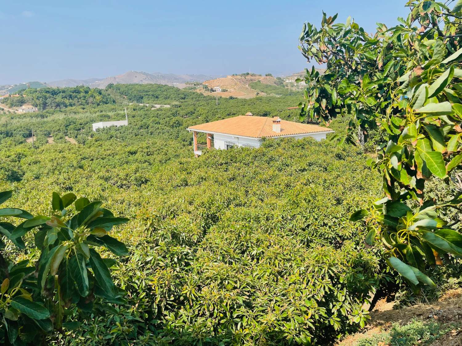 CASA DE CAMPO INDEPENDIENTE EN VALLENIZA CON AGUCATES EN PRODUCCION