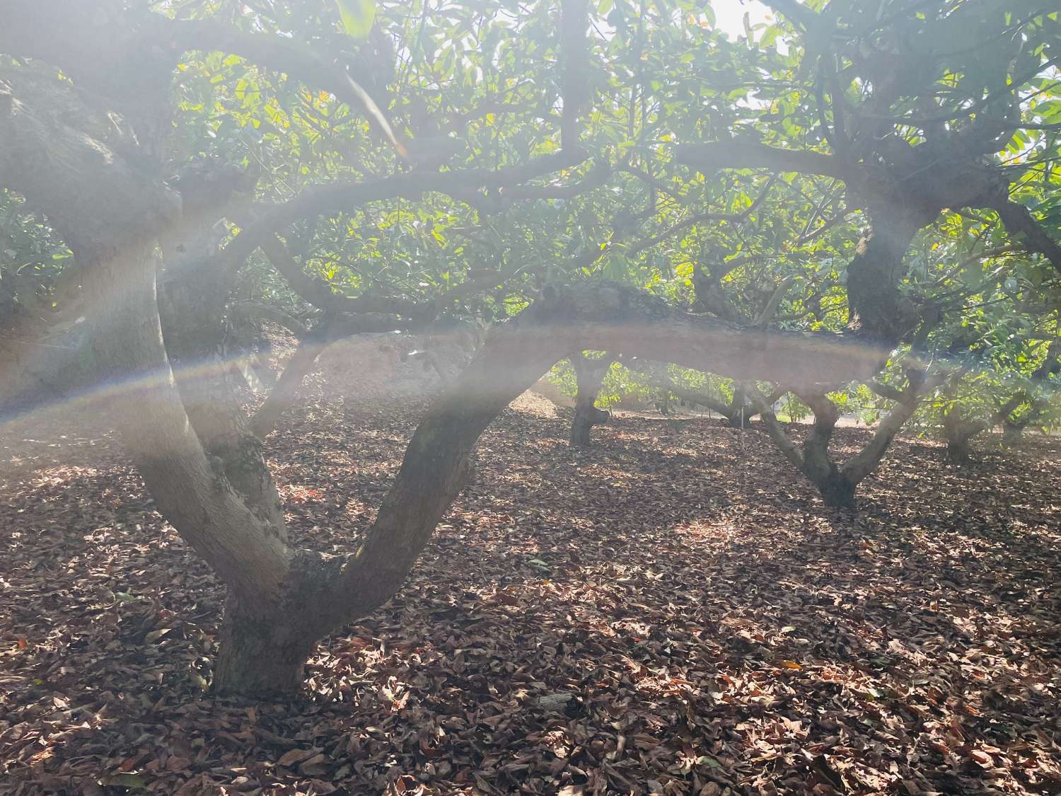 CASA DE CAMPO INDEPENDIENTE EN VALLENIZA CON AGUCATES EN PRODUCCION