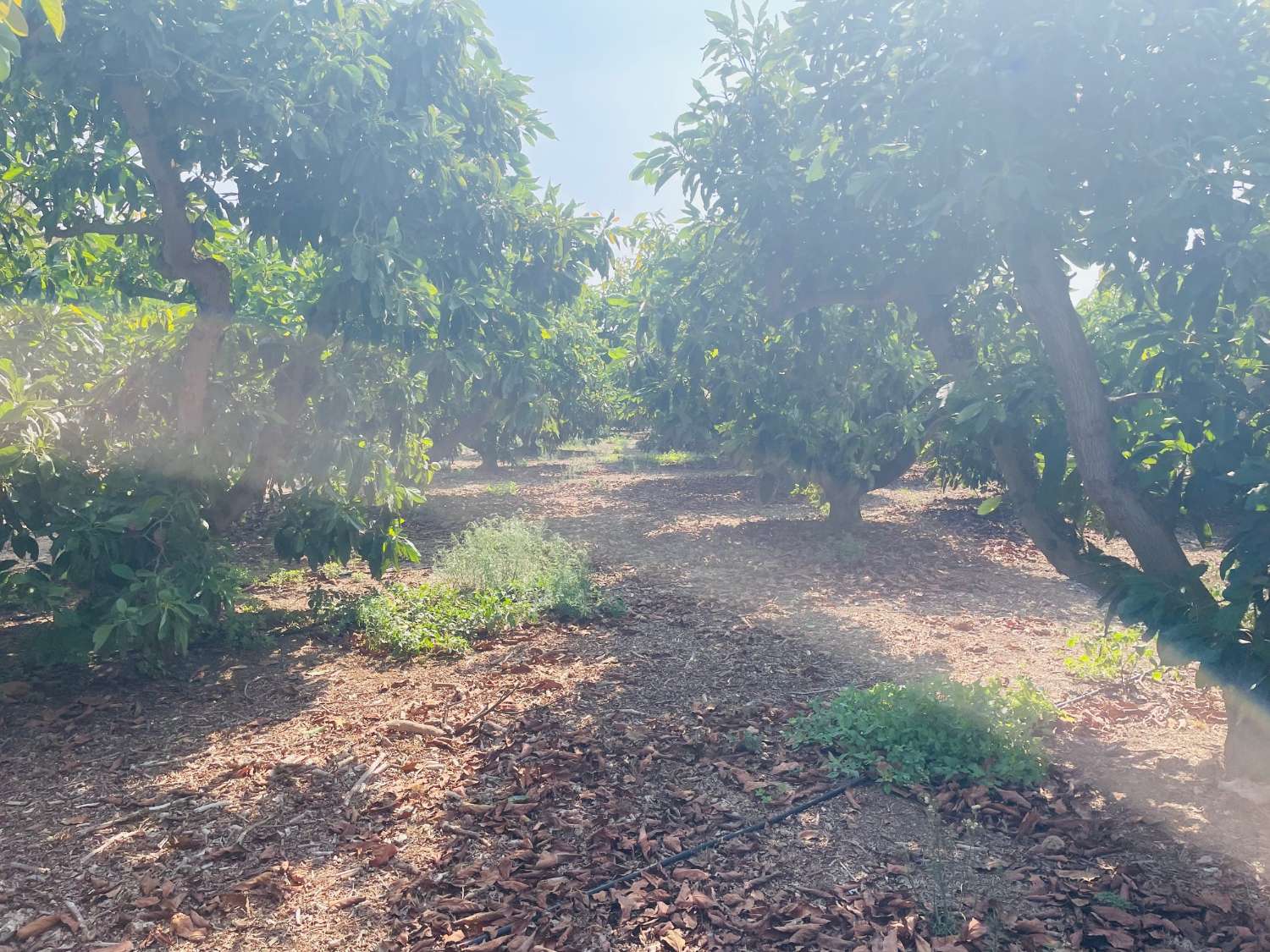 CASA DE CAMPO INDEPENDIENTE EN VALLENIZA CON AGUCATES EN PRODUCCION