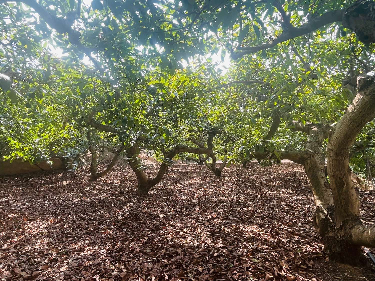 CASA DE CAMPO INDEPENDIENTE EN VALLENIZA CON AGUCATES EN PRODUCCION