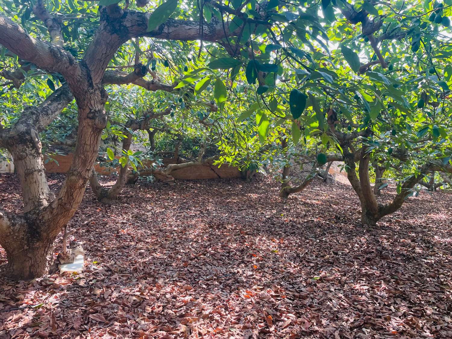 CASA DE CAMPO INDEPENDIENTE EN VALLENIZA CON AGUCATES EN PRODUCCION