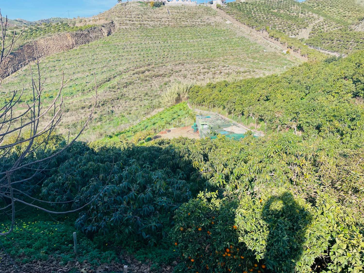 Casa de campo independiente con 10.000 m2 de mangos y aguacates.