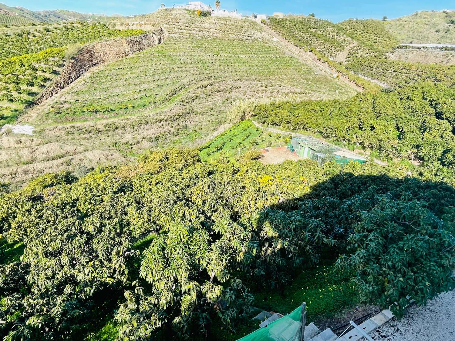 Casa de campo independiente con 10.000 m2 de mangos y aguacates.