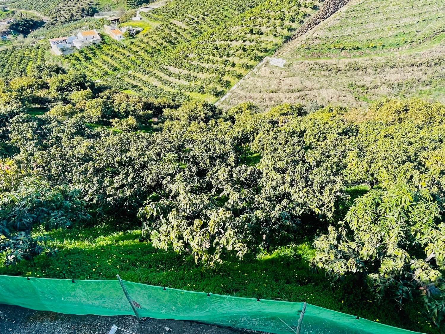 Casa de campo independiente con 10.000 m2 de mangos y aguacates.