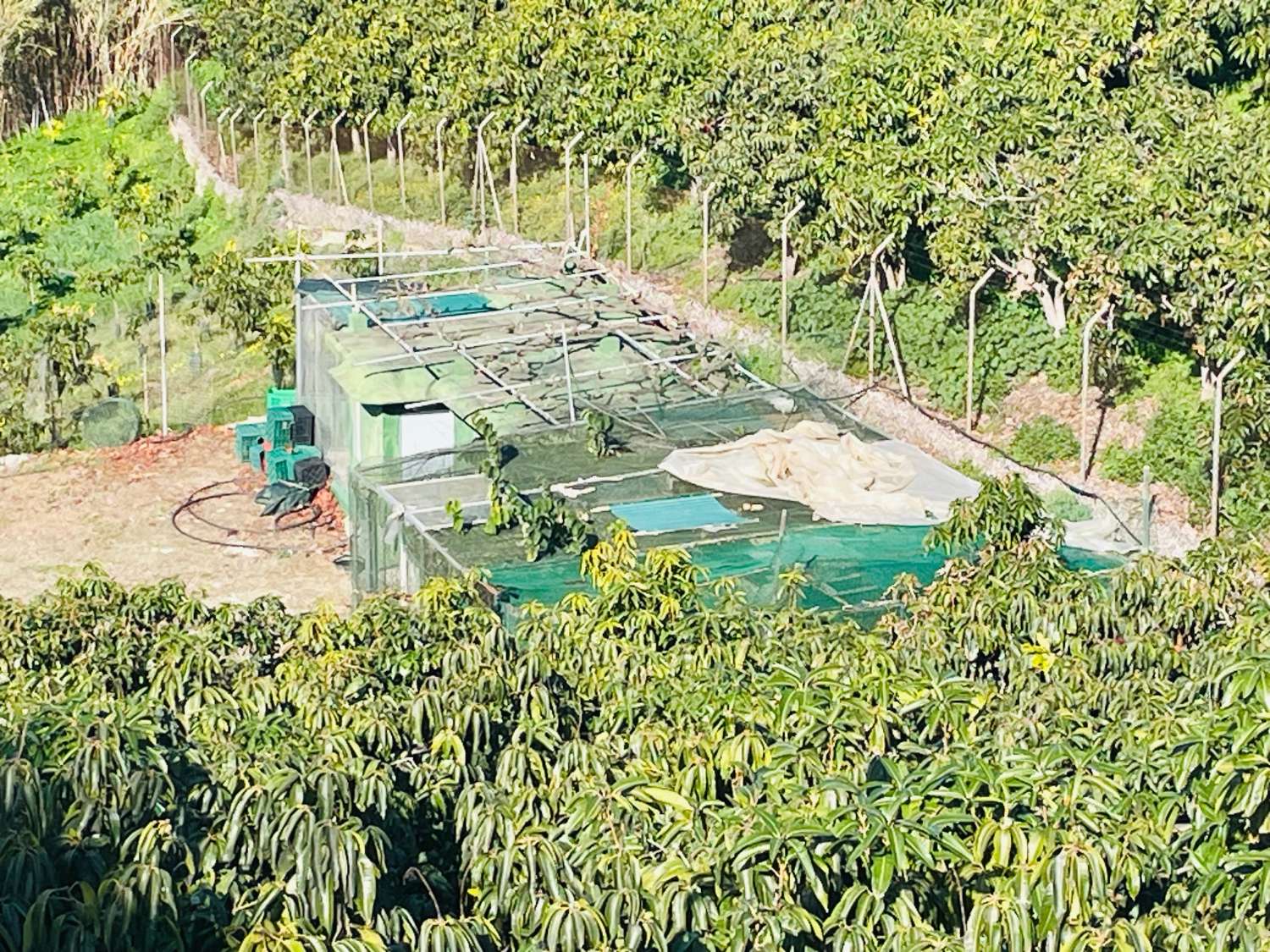 Casa de campo independiente con 10.000 m2 de mangos y aguacates.