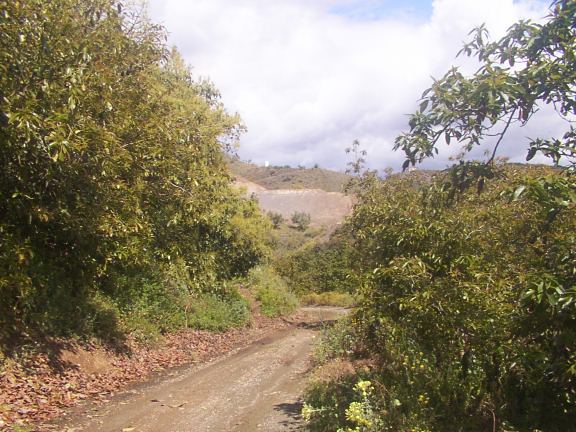 GRAN FINCA DE UNOS 240.000 M2 DE AGUACATES ENTRE VELEZ-MALAGA Y ALMAYATE