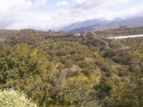 GRAN FINCA DE UNOS 240.000 M2 DE AGUACATES ENTRE VELEZ-MALAGA Y ALMAYATE