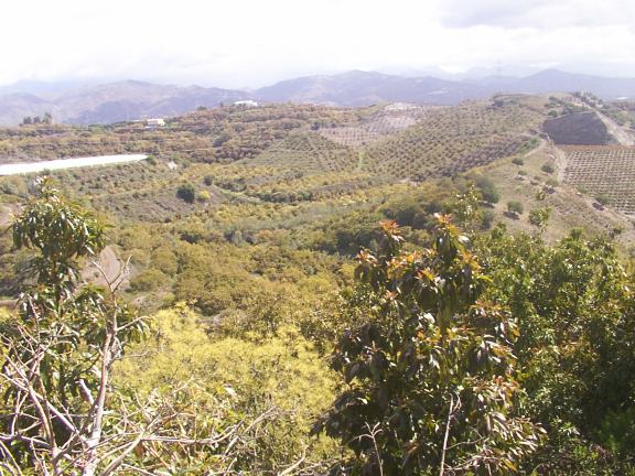 GRAN FINCA DE UNOS 240.000 M2 DE AGUACATES ENTRE VELEZ-MALAGA Y ALMAYATE